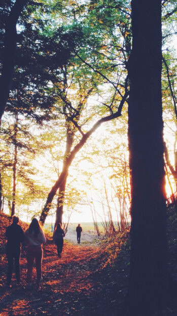 People hiking along a forest trail during sunset surrounded by trees