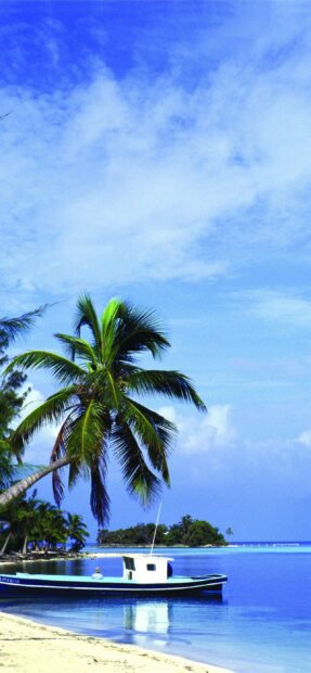 A tropical palm tree and calm sea in Honduras with a boat near the shore