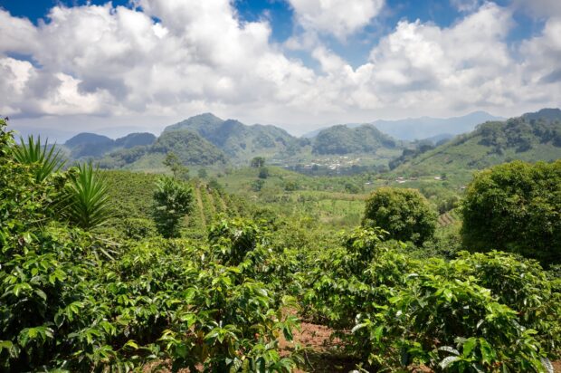 Lush coffee plantation landscape in Honduras with green hills and cloudy sky
