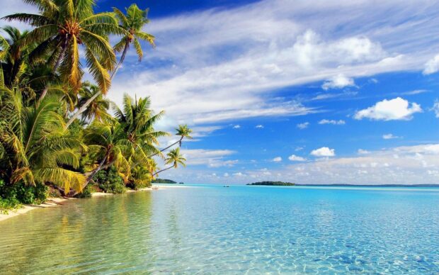 Tropical palm trees along the shore of crystal clear water in Honduras