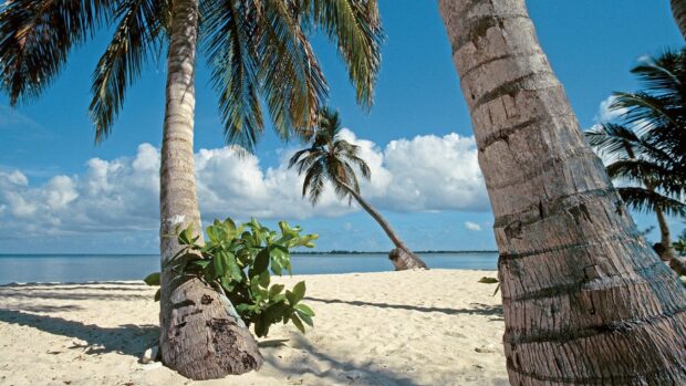 Tropical palm trees and sandy beach in Honduras under a clear blue sky