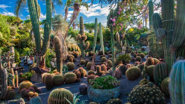 A vibrant cactus garden featuring diverse succulent plants under a bright blue sky on Ischia island