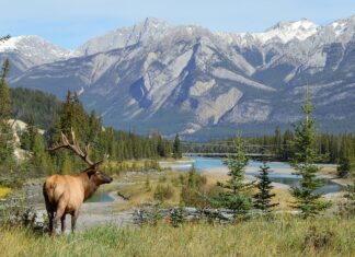 A large elk standing in a grassy area overlooking a river and mountain range in Jasper National Park