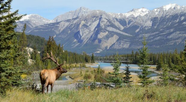 A large elk standing in a grassy area overlooking a river and mountain range in Jasper National Park
