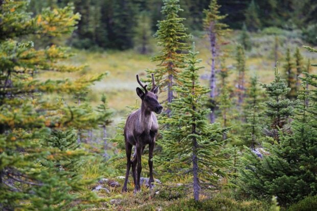 A young caribou standing among green pine trees in Jasper National Park wilderness