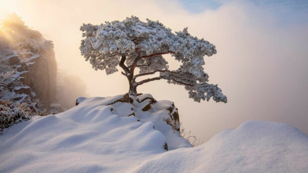 A snow covered tree stands on a rocky cliff in Korea during winter sunrise