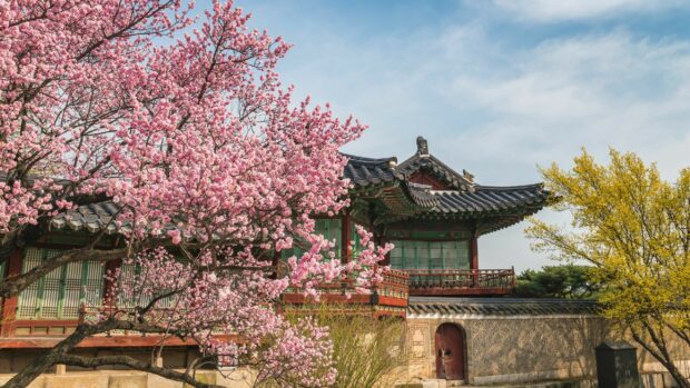 Traditional Korean architecture surrounded by cherry blossom trees and yellow foliage in spring