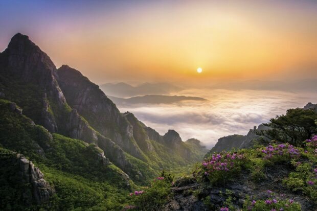 Beautiful Korea mountain landscape with blooming flowers and sunrise over misty clouds