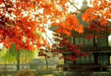 Traditional Korean architecture surrounded by autumn trees with vibrant orange leaves