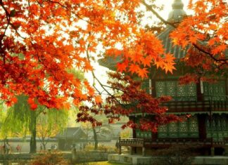 Traditional Korean architecture surrounded by autumn trees with vibrant orange leaves