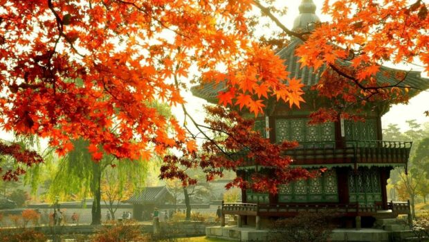 Traditional Korean architecture surrounded by autumn trees with vibrant orange leaves