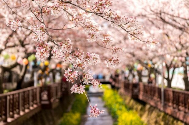 Cherry blossoms in Korea blooming along a riverside path
