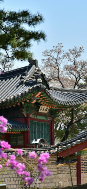 Traditional Korean architecture with cherry blossoms and pine trees in spring