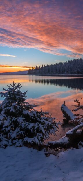 The snowy trees reflect in the calm water of Lake Tahoe Emerald Bay during sunset, HD Phone Wallpaper
