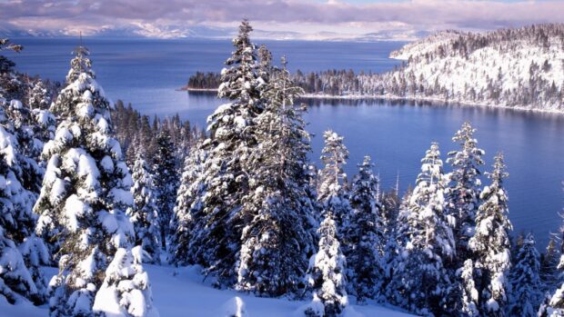 Snow covered pine trees near Lake Tahoe Emerald Bay under a cloudy sky, HD Desktop Wallpaper