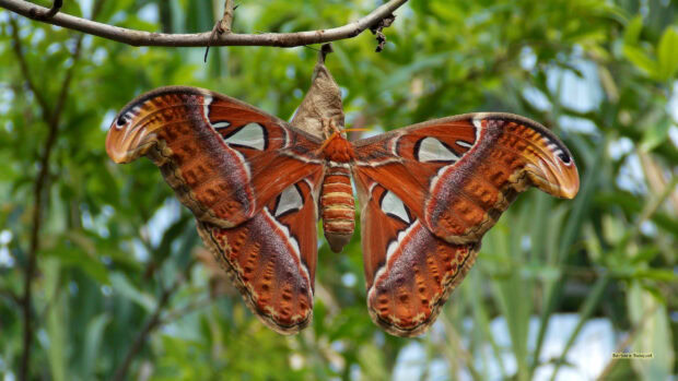 A large brown moth rests on a tree branch surrounded by green leaves in this detailed view, 2K Desktop Wallpaper