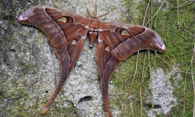 A moth wallpapers image, HD Desktop Wallpaper