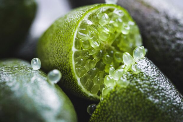 Close up of lime with juicy translucent pulp bursting out from the skin
