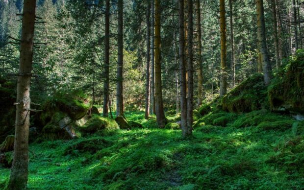 Lush green forest with tall trees and dense foliage in a peaceful natural setting