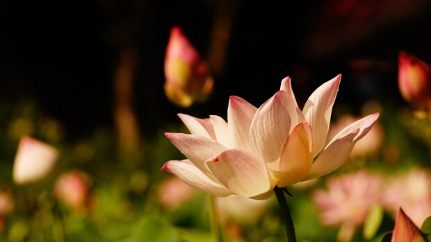 A close up of a lotus flower in bloom with soft pink petals in a natural setting