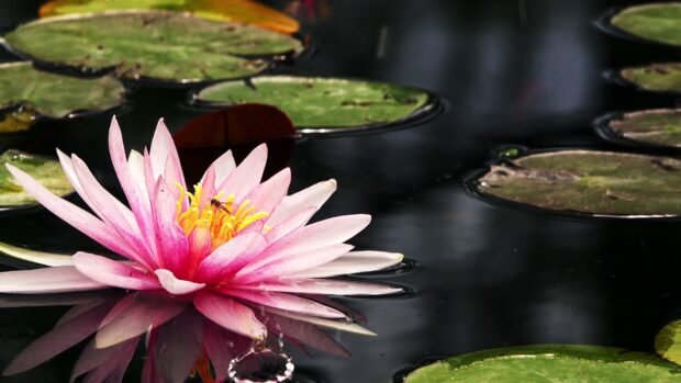 A vibrant lotus flower blooming on still water surrounded by green leaves