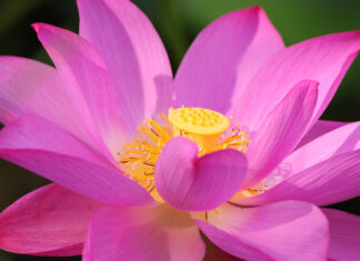 Close up of a lotus flower showing detailed petals and yellow seed pod in bright sunlight