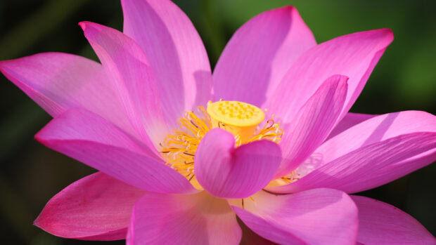 Close up of a lotus flower showing detailed petals and yellow seed pod in bright sunlight