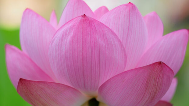 Close up of a pink lotus flower showing detailed petals and natural texture