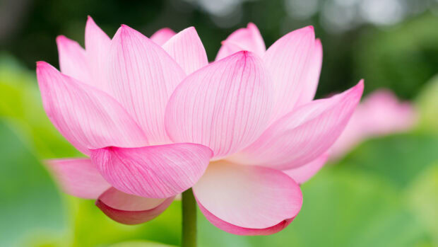 Close up of lotus flower petals with natural green background