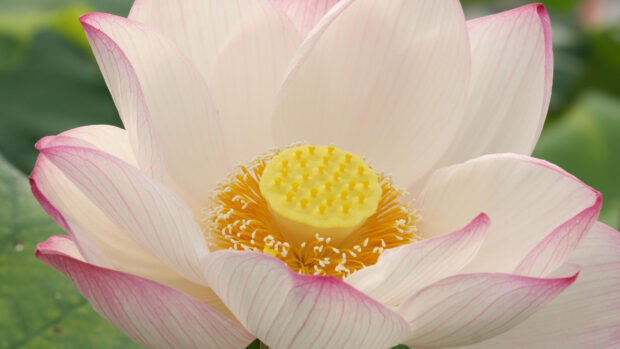 Close up of lotus flower showing detailed petals and yellow seedpod in high resolution