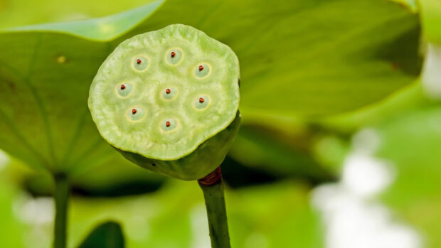 Close up of lotus seed pod showing green details in nature