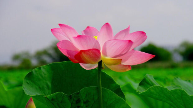 Pink lotus flower blooming above large green leaves in nature field