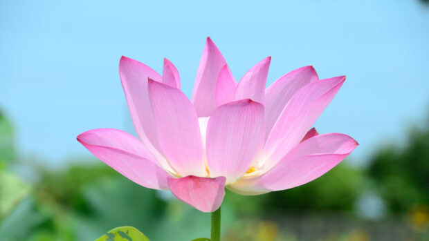 Pink lotus flower blooming under a clear blue sky in a natural environment