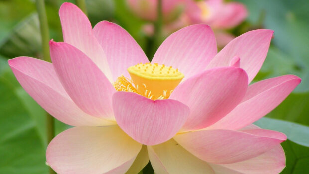 Pink lotus flower blooming with detailed petals and yellow seed pod in natural green setting