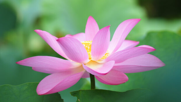Pink lotus flower blooming with green leaves in the background