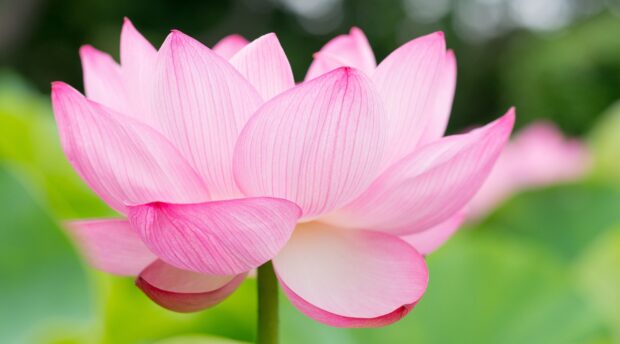 A close up of a lotus flower showing delicate pink petals and green leaves in soft focus background