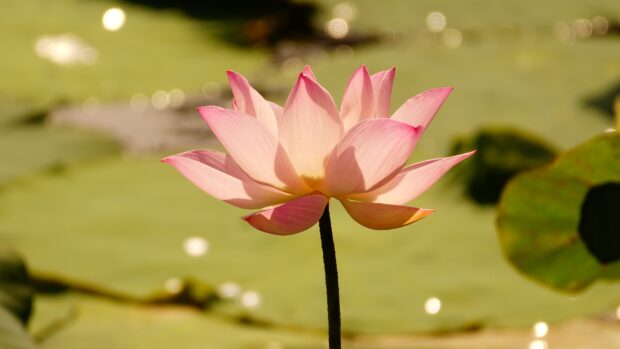 Pink lotus flower in bloom on a tall stem in a green natural setting