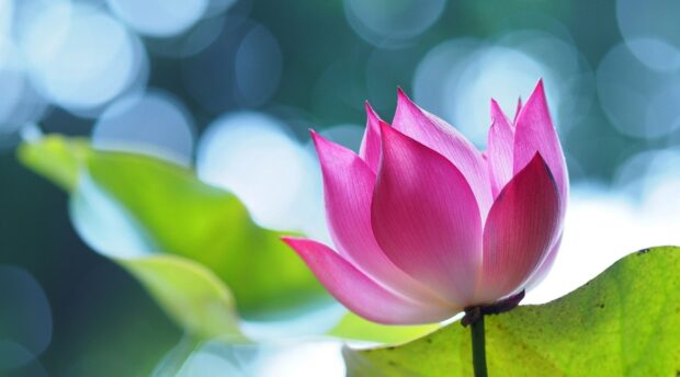 Pink lotus flower with green leaves in soft bokeh background