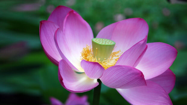 A close up of a lotus flower showing detailed petals and central seed pod