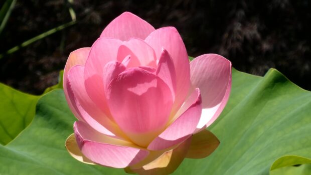 A close up of a lotus flower with pink petals and green leaves in natural light