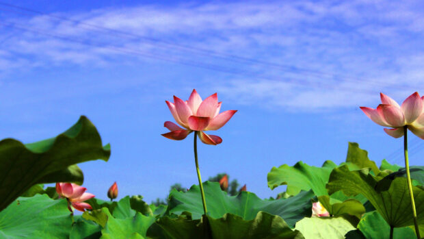 A pink lotus flower blooming above green leaves under a clear blue sky