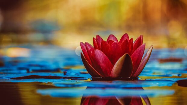 A red lotus flower floating on water with vibrant colors in a natural setting
