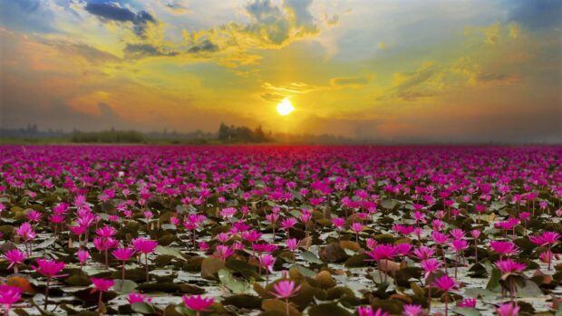 A vast field of lotus flowers blooming under a colorful sunset sky