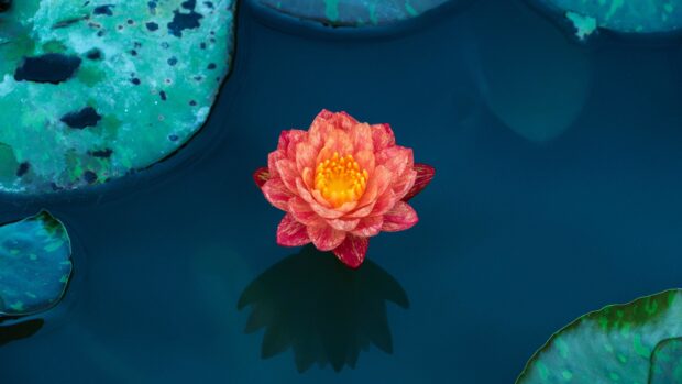 A vibrant lotus flower blooming in calm water surrounded by green lily pads