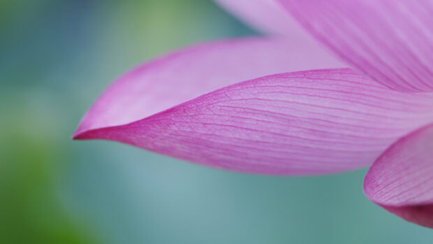 Close up of lotus flower petal detail with delicate texture and soft background