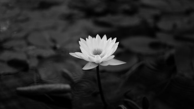 A single lotus flower blooming in calm water with detailed petals visible