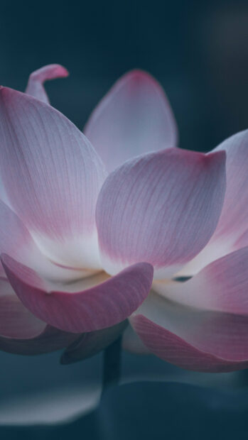 Close up of lotus flower petals showing delicate texture and soft pink color