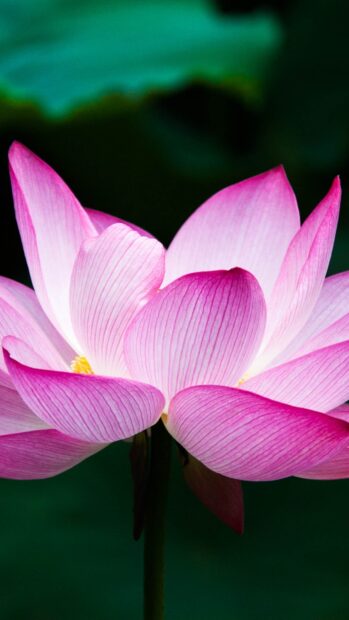 Close up of lotus flower showing delicate pink petals and detailed veins