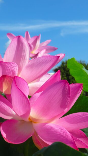 Close up of pink lotus flower petals under clear blue sky