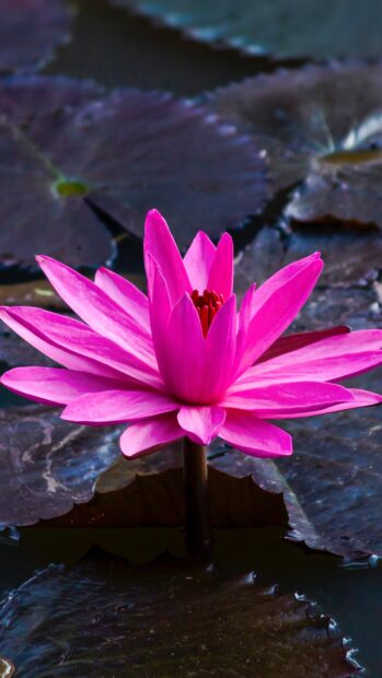 A vibrant lotus flower with pink petals blooming above dark lily pads in a tranquil pond